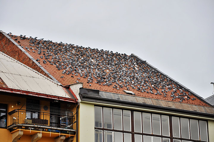 A2B Pest Control are able to install spikes to deter birds from roofs in Perivale. 