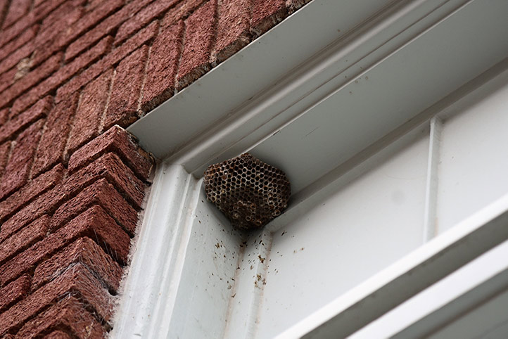 We provide a wasp nest removal service for domestic and commercial properties in Perivale.